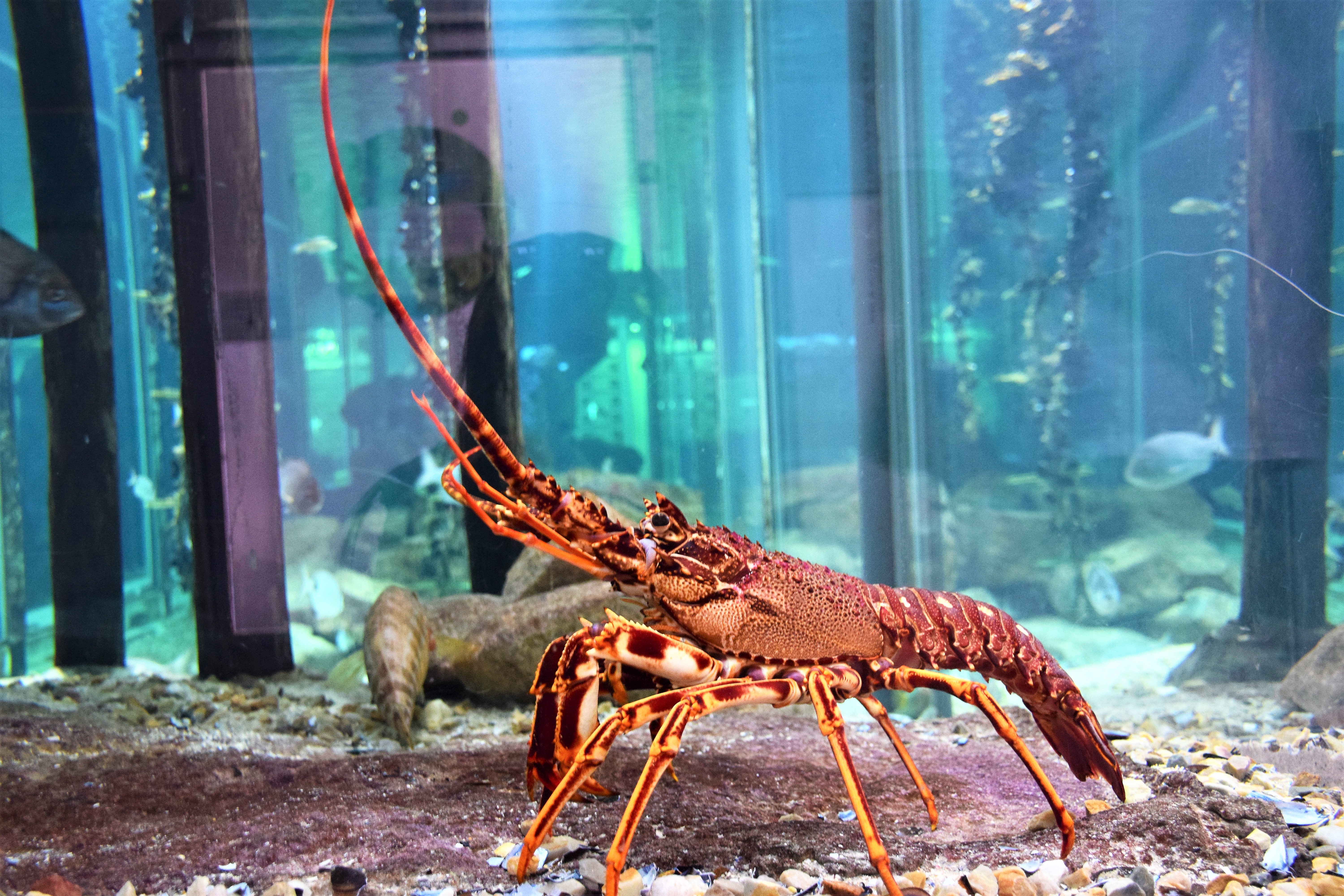 BAIONA - MUSEO DEL MAR (VIGO) - ISLA DE SAN SIMÓN - BAIONA