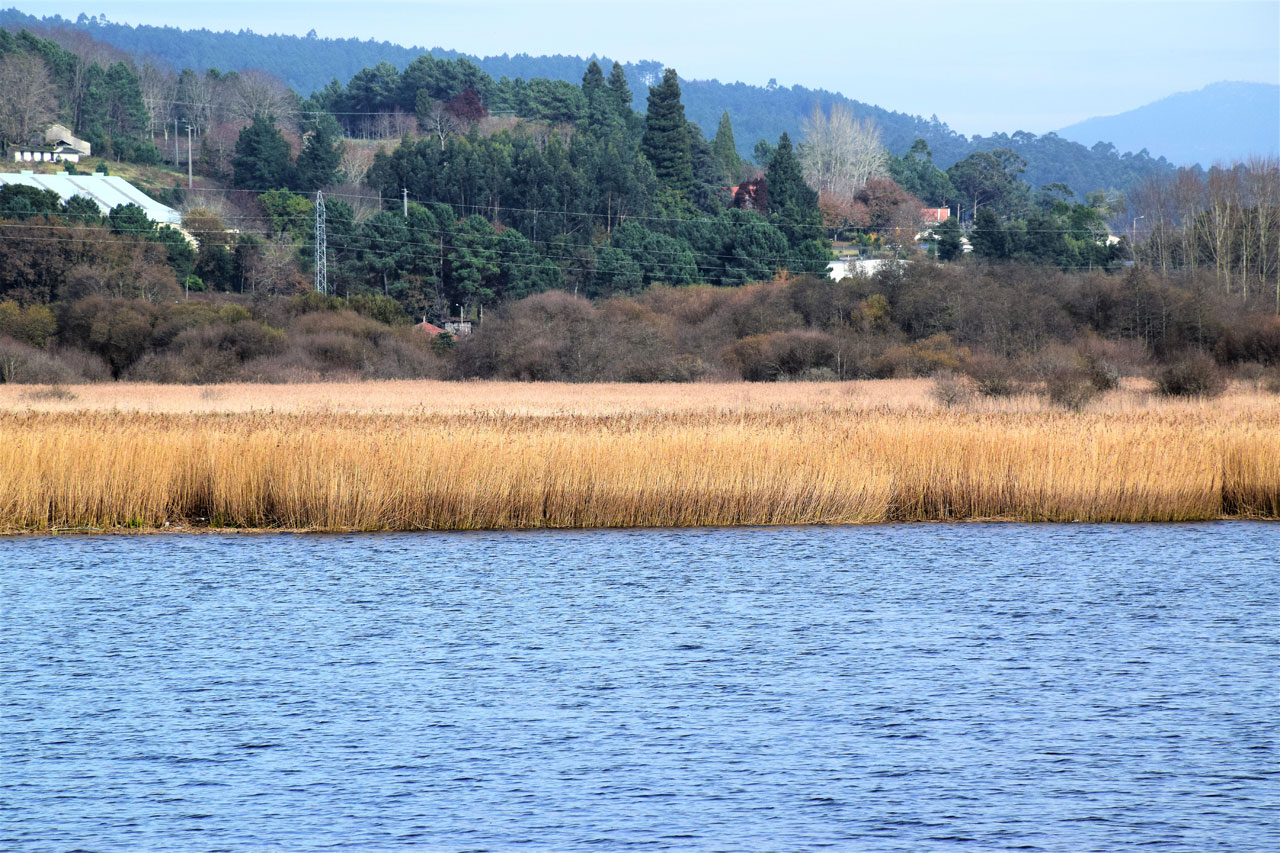 Zona Ulla Deza. Fauna y flora. General Red Natura