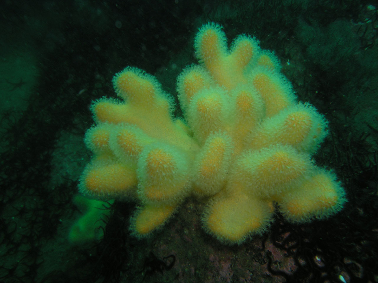 DESCUBRE LOS SECRETOS SUBMARINOS DE LA RUTA XACOBEA MAR DE AROUSA