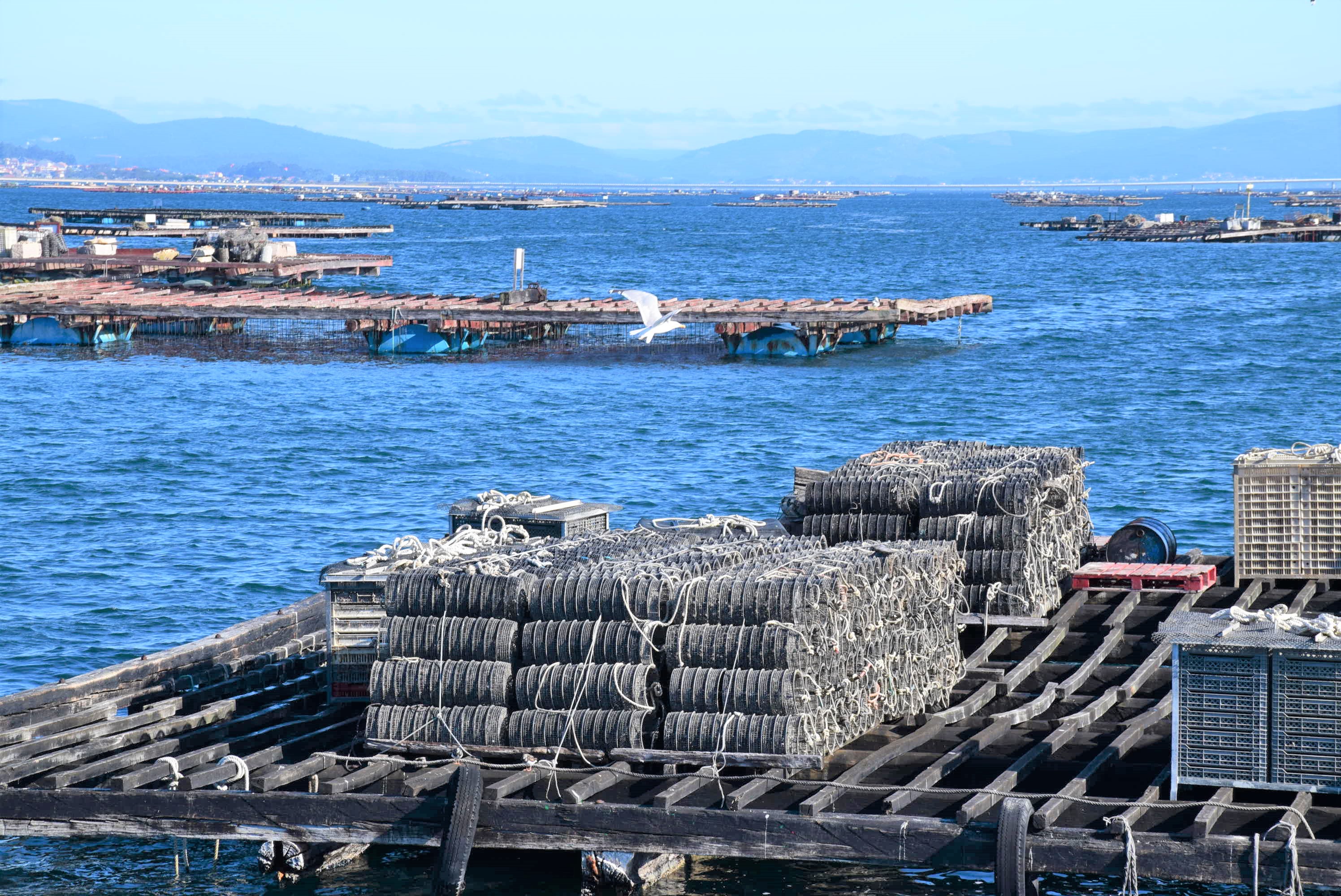 Infraestructura mejillón. Bateas