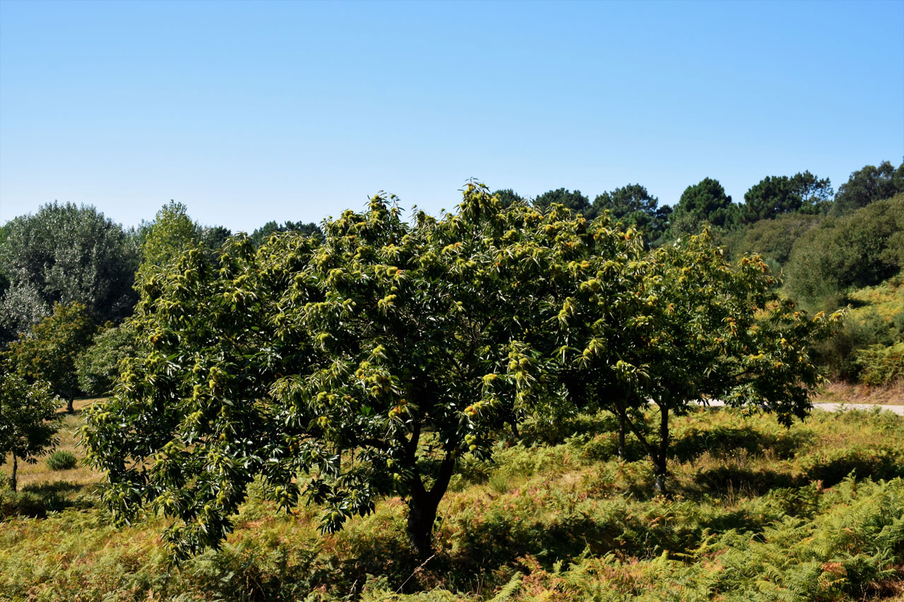 Isla de Ons. Flora general y Parque general