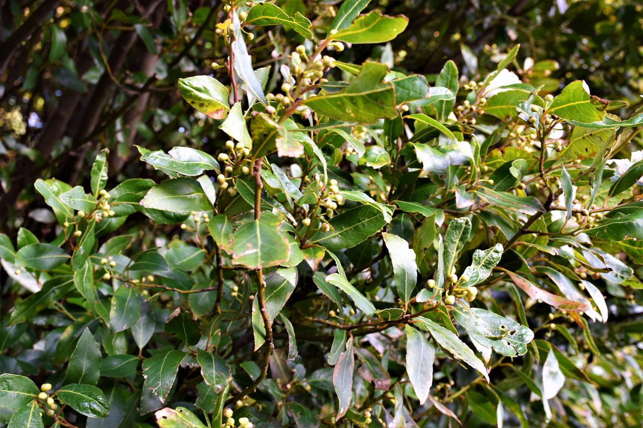 Isla de Cortegada. Bosque de laureles y flora