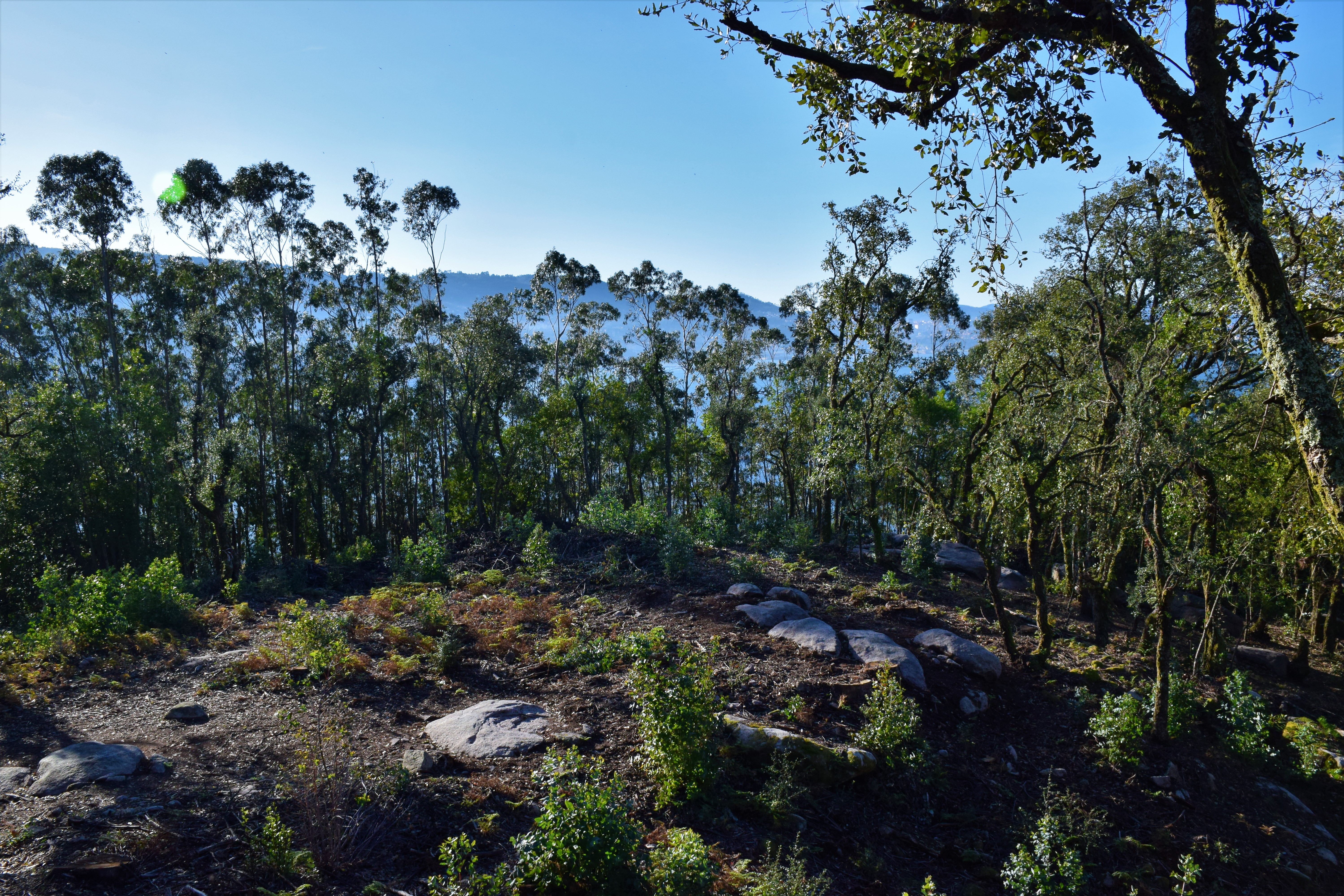 Castro de Montealegre