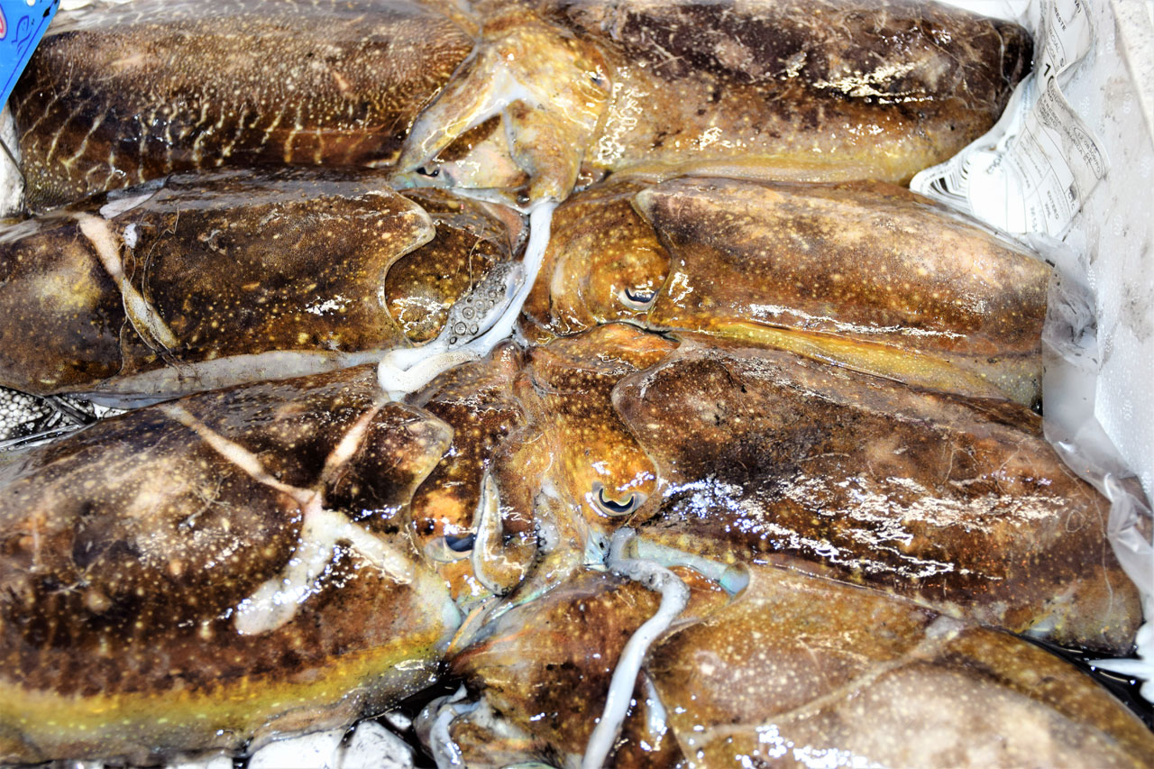 Producto. Choco. Artes de pesca